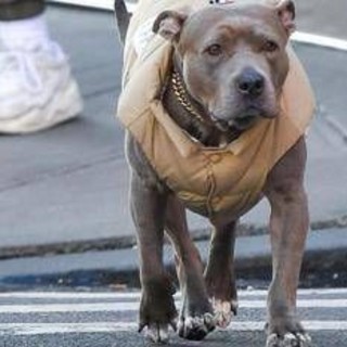 Milano, carabinieri provano ad arrestare un 69enne ma il suo pittbull non ci sta e azzanna