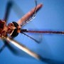 West Nile, morta a Fondi 82enne: era stata ricoverata per febbre e stato confusionale