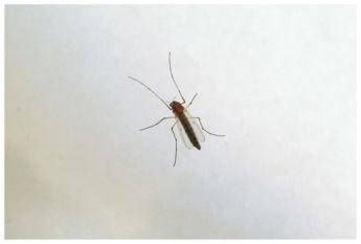 West Nile, saliti a 9 i morti in Italia. Bassetti: &quot;Non intasare i pronto soccorso&quot;