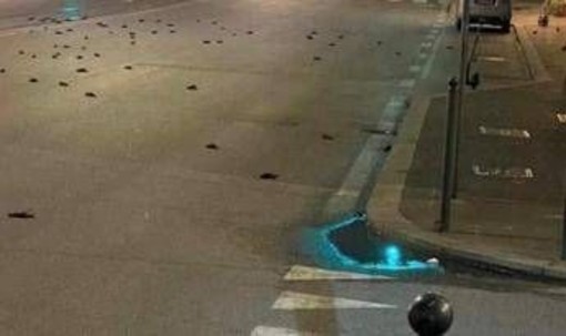 Capodanno, strage di uccelli a Roma ma la foto sui social è un fake Capodanno, strage di uccelli a Roma ma la foto sui social è un fake
