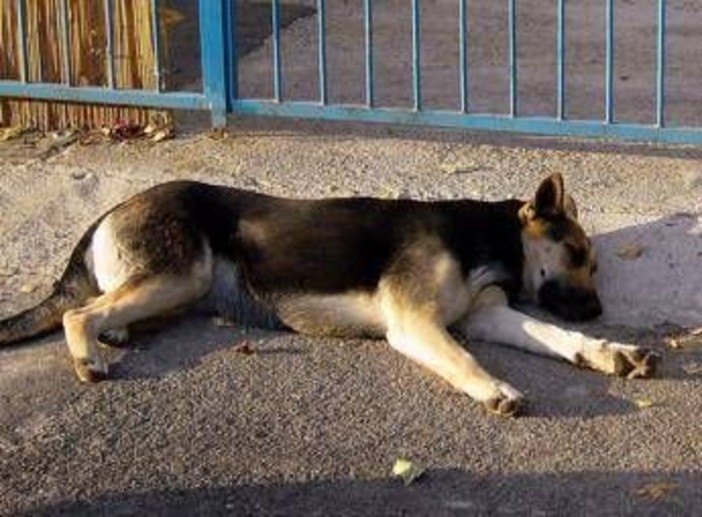 Uccide il cane a calci ma il fratellino lo vede e chiama i carabinieri: giovane denunciato nel Nuorese Uccide il cane a calci ma il fratellino lo vede e chiama i carabinieri: giovane denunciato nel Nuorese