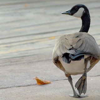Banca del Fucino al fianco del Bioparco di Roma per il “City Future Challenge”