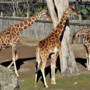 Banca del Fucino, la musica del Teatro dell’Opera di Roma al Bioparco