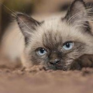 Vitto e alloggio gratis sull'isola greca, bisogna 'solo' occuparsi dei gatti