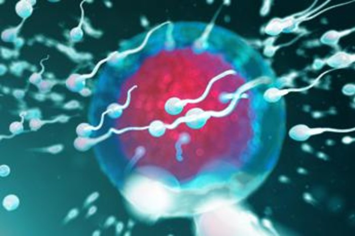 Fertilità, dove vive lui conta: regione di residenza e smog incidono su qualità sperma Fertilità, dove vive lui conta: regione di residenza e smog incidono su qualità sperma