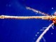 West Nile, Ecdc: Italia Paese più colpito, qui 82% dei casi in Europa