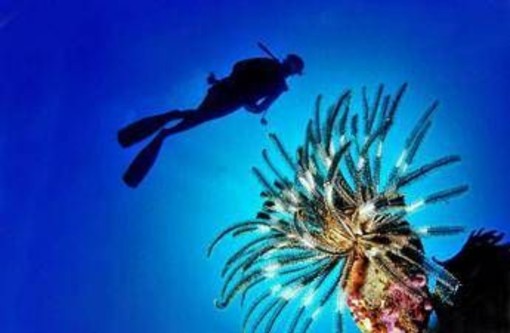 Pesce scorpione su coste italiane: &quot;Pungersi può essere molto doloroso&quot;