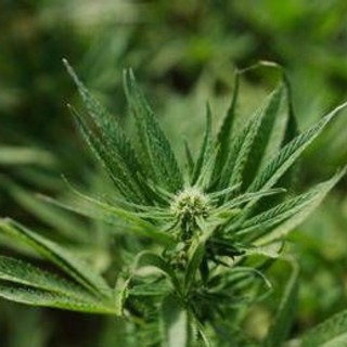 Cannabis light, Consiglio Stato accoglie ricorso: le aziende possono continuare a lavorare