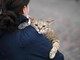 Gatti anziani come gli umani, con l'età anche i mici dimenticano: lo studio