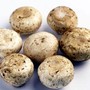 Da funghi champignon possibile azione anti-cancro prostata, si studia meccanismo Da funghi champignon possibile azione anti-cancro prostata, si studia meccanismo