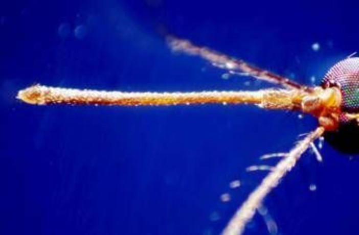 West Nile, quarta vittima nel Lazio: morta 93enne