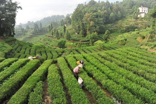 La Cina potenzia i settori della tradizione, dalla seta al tè alla porcellana