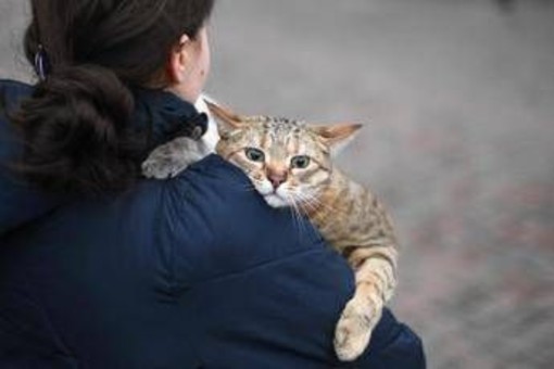 Gatti anziani come gli umani, con l'età anche i mici dimenticano: lo studio