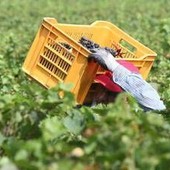 Pagavano 3 euro l'ora per turni da 14 ore nei campi, arrestati due imprenditori in Campania Pagavano 3 euro l'ora per turni da 14 ore nei campi, arrestati due imprenditori in Campania
