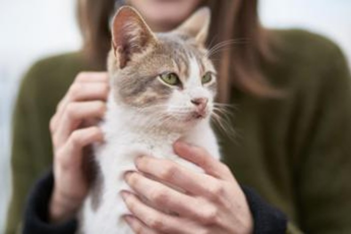Vacanza gratis in Grecia... ma badando ai gatti randagi: l'annuncio 'di lavoro' Vacanza gratis in Grecia... ma badando ai gatti randagi: l'annuncio 'di lavoro'
