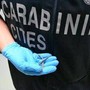 Palermo, fermento all'aeroporto: trovato piccolo serpente sul volo da Lampedusa