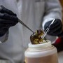 Hantavirus, topi come serbatoio: dobbiamo temere i ratti in città?
