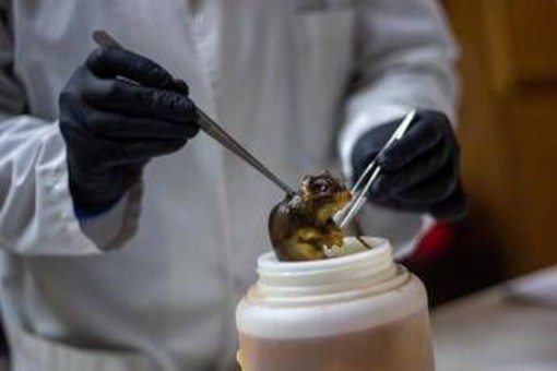 Hantavirus, topi come serbatoio: dobbiamo temere i ratti in città?