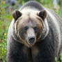 Paura in Canada, orso grizzly aggredisce scolaresca: un morto e 11 feriti Paura in Canada, orso grizzly aggredisce scolaresca: un morto e 11 feriti