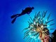 Pesce scorpione su coste italiane: &quot;Pungersi può essere molto doloroso&quot;