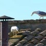 Fumata bianca e nuovo Papa, i gabbiani 'portafortuna'