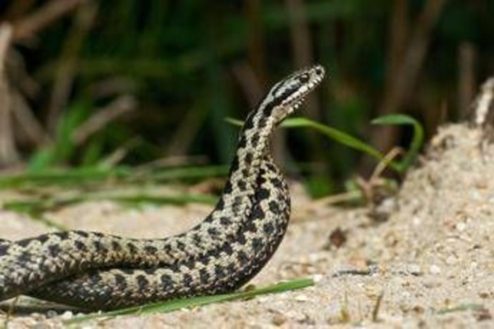 Morso di vipera, cosa fare? &quot;Calma primo antidoto per non diffondere il veleno&quot;