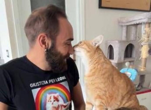 Come accarezzare i gatti, ecco la 'ricetta' infallibile per farsi amare Come accarezzare i gatti, ecco la 'ricetta' infallibile per farsi amare