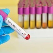 West Nile, quarta vittima in Campania: muore un 73enne