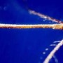 West Nile, secondo caso a Roma. Protezione Civile riunisce Commissione Grandi Rischi