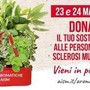 Settimana nazionale della sclerosi multipla, tornano le erbe aromatiche Aism in 500 piazze Settimana nazionale della sclerosi multipla, tornano le erbe aromatiche Aism in 500 piazze